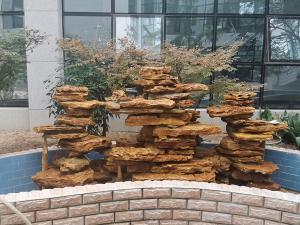 小型庭院硬汉视频下载APP